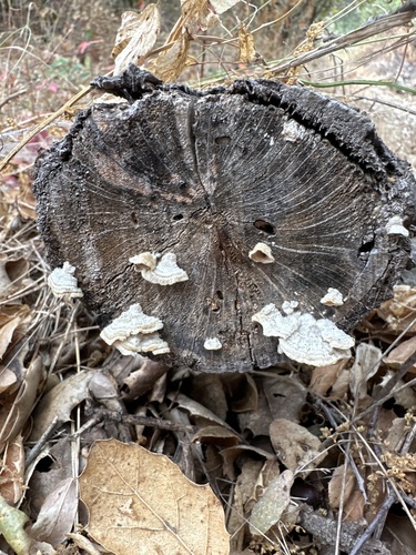 iNaturalist observation photo of Purplepore Bracket