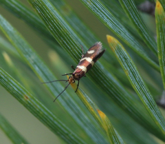 Micropterix aureatella