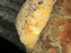 Aurantiporus croceus