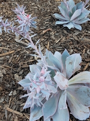 Echeveria cante