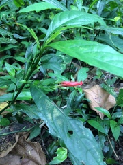 Ruellia angustiflora