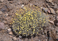 Eriogonum prattenianum var. prattenianum