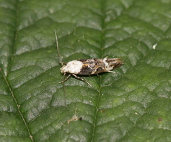Mompha propinquella