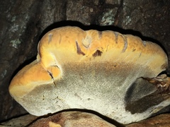 Aurantiporus croceus