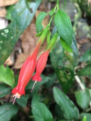 Ruellia angustiflora