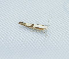 Argyresthia bonnetella