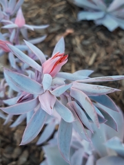 Echeveria cante