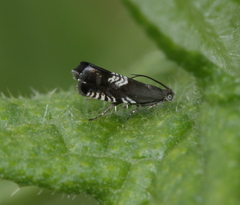 Grapholita compositella