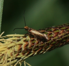 Micropterix calthella