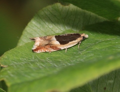 Ancylis badiana