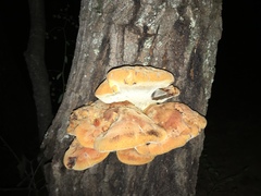 Aurantiporus croceus