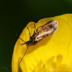 Micropterix calthella