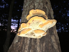 Aurantiporus croceus