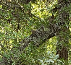 Junco