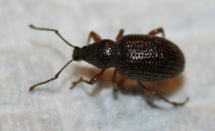 Otiorhynchus cribricollis