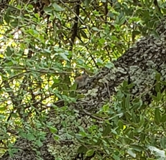 Junco
