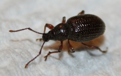 Otiorhynchus cribricollis