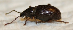 Otiorhynchus cribricollis