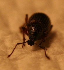 Otiorhynchus cribricollis