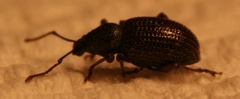 Otiorhynchus cribricollis