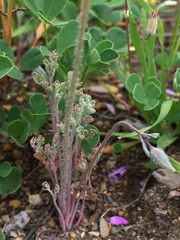 Eschscholzia hypecoides