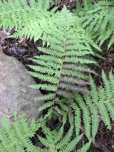 Thelypteridaceae image