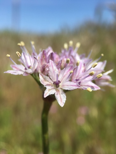 Allium howellii var. howellii