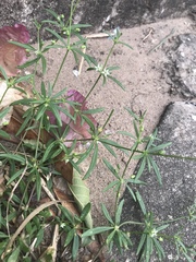 Mollugo verticillata