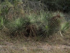 Yucca constricta