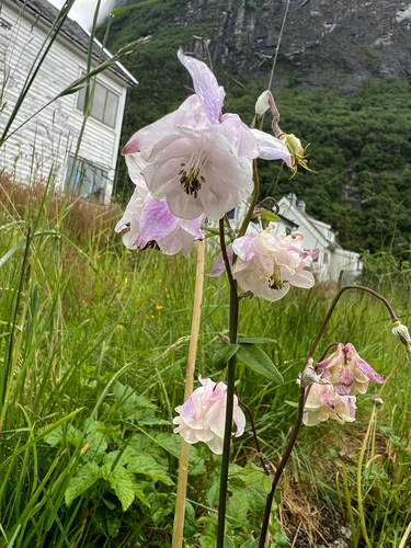 common columbine