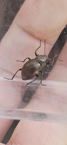 Contracted Darkling Beetle photo 4