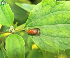 Neogriphoneura bispoi