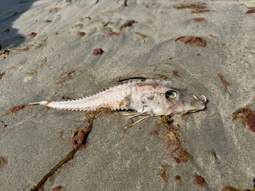 Armored searobin (Peristedion miniatum) — Peristediidae