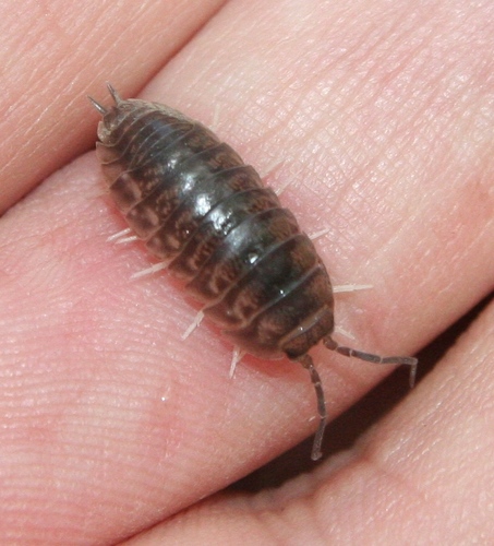 Curly Woodlouse photo 5