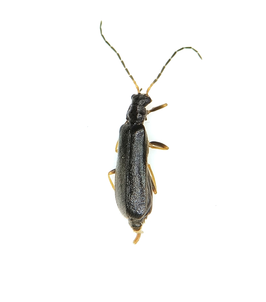 Rhagonycha elongata