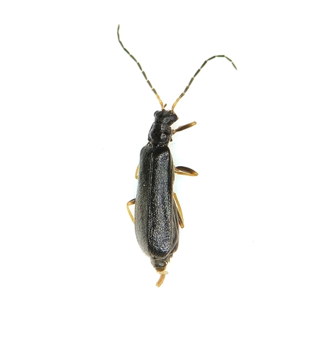 Rhagonycha elongata