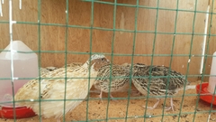 Coturnix