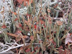 Cladonia maxima
