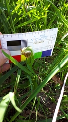 Pterostylis cucullata