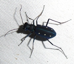 Cicindela flavomaculata