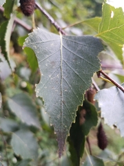 Betula pendula