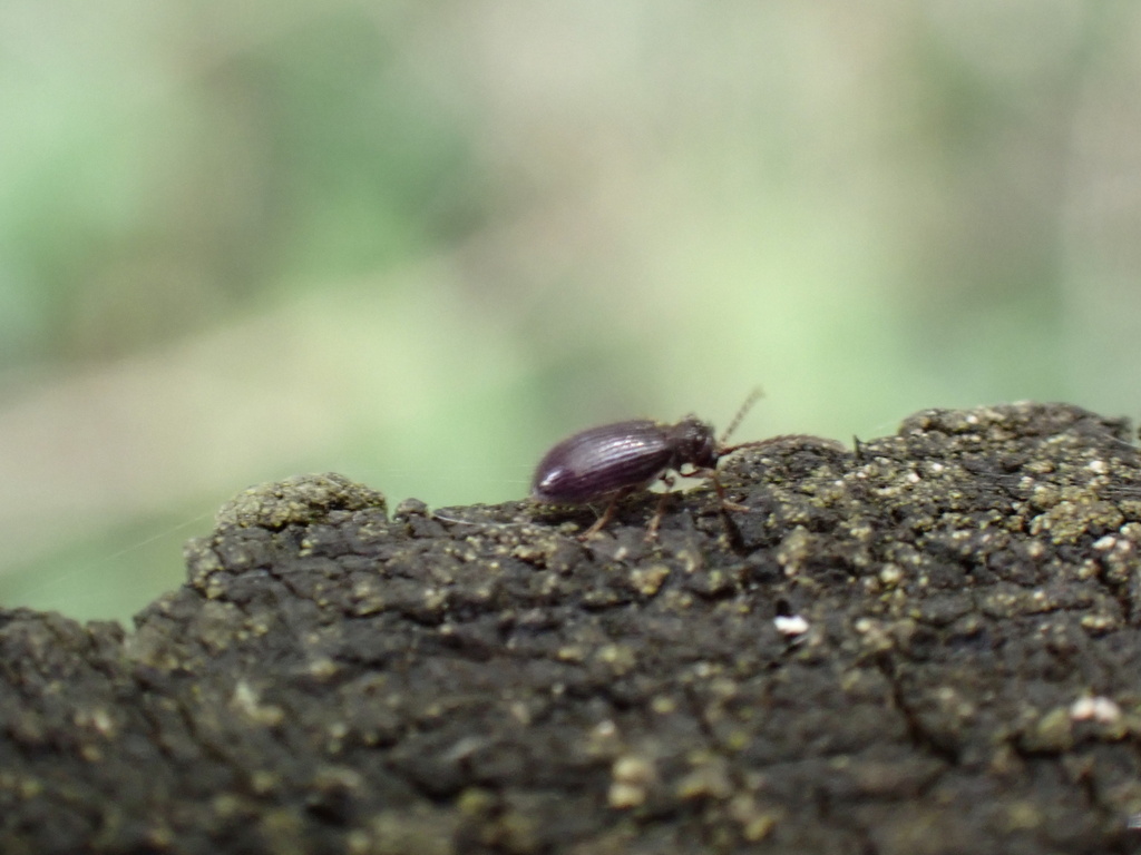Anaedus from Prairie Oaks Metro Park, Hilliard, OH, US on June 21, 2025 ...