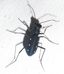 Cicindela flavomaculata