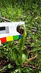 Pterostylis cucullata