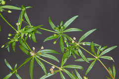 Mollugo verticillata