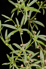 Mollugo verticillata