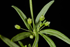 Mollugo verticillata