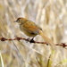 Tawny Grassbird - Photo (c) sea-kangaroo, some rights reserved (CC BY-NC-ND)