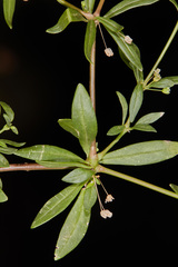 Mollugo verticillata