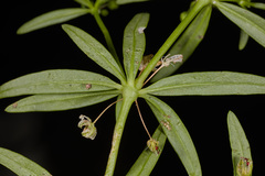 Mollugo verticillata